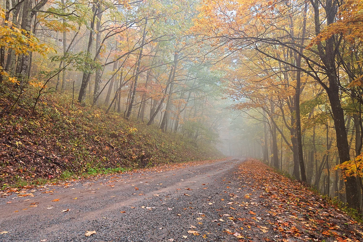 Misty forest road used as representative Middle Tennessee land-management photography