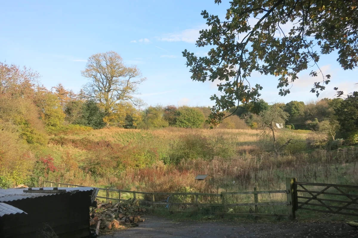 Overgrown field used as representative stock photography for mulching-based land clearing